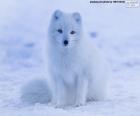 Αρκτική αλεπού
